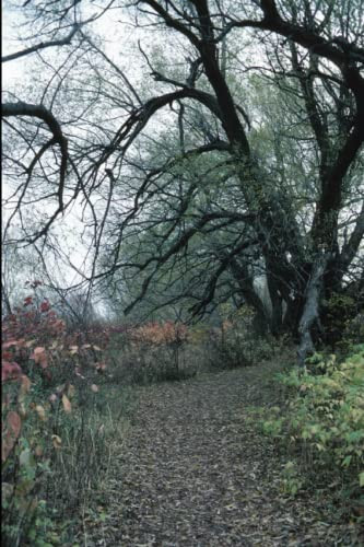 The Dark Path by Steven E. Kandas
